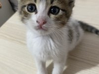 Sıcakkanlı oyuncu bir kedimiz