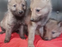 Wolf Dog Gerçek Kurt
