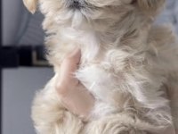 Maltipoo Safkanlar