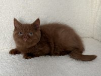 Safkan British Shorthair Cinnamon dişi yavru