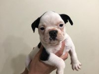 55 günlük french bulldog