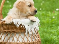 A Kalite Dişi Erkek Golden Retriever Yavrularımız