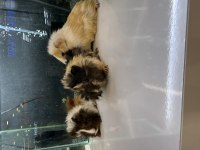 GİNEPİG YAVRULARI CİTYPETSHOP