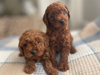 Dark red brown ve red brown poodle yavrular