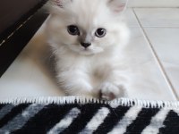 Chinchilla bebekler biz hazırız