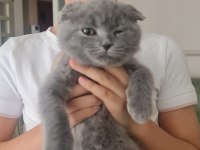 Sağlıklı minik kedimiz uygun bütçeyle sahiplendirilecek