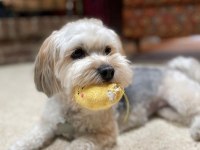 1 yaşında komut ve itaat eğitimli köpeğimiz