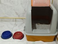 BRİTİSH SHORTAİR MAVİ GÖZLÜ 1 YAŞINDA