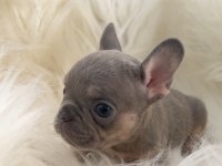 Ev bakımı french bulldog yavrularım