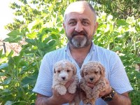 Toy ve mini boy poodle yavrularımız renk renk