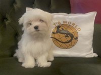 PETS WORLD güvencesiyle gerçek MALTESE yavrularımız