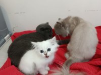 British 3 Kardeş Kedimiz
