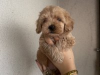 2 aylık dişi maltipoo