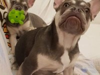 Lilac tan quad french bulldog