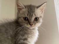 A kalite erkek Silver Tabby Scottish Straight yavrumuz yeni
