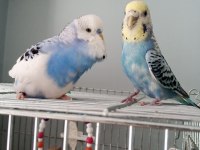 muhabbet kuşu takımı