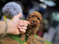 Safkan Toy Poodle