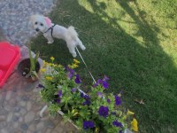 Eğitimli 1 yaşında köpeğimiz