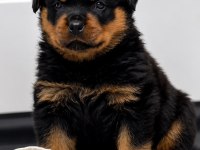Evinizin neşesi rottweiler yavrular kapıda ödeme