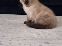 British shorthair yavrularımız