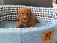 Red Brown erkek poodle yavrumuz