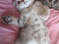 2 aylık scottish fold yavru
