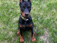 2 Aylık Asker Doberman Yavrularım