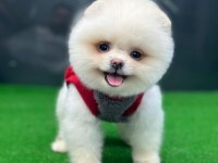 Pomeranian boo yavrumuza yuva arıyoruz