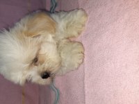 Muazzam güzellikte yakışıklı bir morkie çocuk
