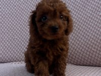 Minik Kore poodle