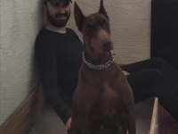 Safkan ırk garantili doberman yavrular