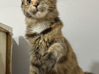 BLACK TORTİE İSABELLA MAİNE COON