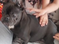 Blue and tan french bulldog