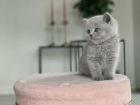 British shorthair kedim