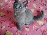 British shorthair yavrularımız