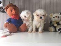 Mükemmel Kalitede Kore Maltese Bebeklerimiz