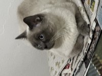 British shorthair kedimi çiftleştirmek istiyorum
