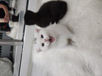 Acil izmir içi scottish fold
