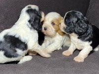 Sahibinden sağlıklı cavalier king charles yavruları