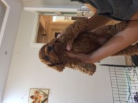 Son iki erkek poodle yavrumuz