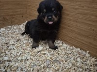 Mükemmel anatomi rottweiler