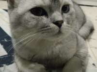 7 aylık british longhair