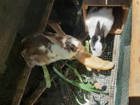 Bir Çift Hamile Tavşan
