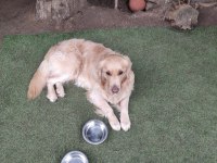 Köpeğimize yeni sahip arıyoruz