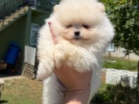 Pomeranian boo dişi ve erkek