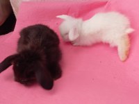 Hollanda Teddy Lop tavşan yavruları