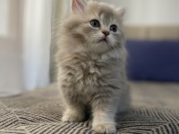 British Longhair