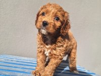 Maltipoo bebeler sevimli hareketli