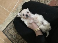 45 günlük maltipoo yavrular