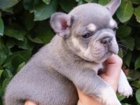 Harika fransız bulldog yavrular sizleri bekliyor
